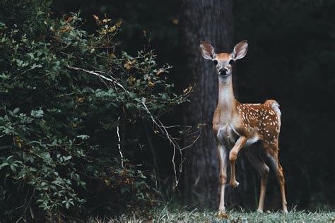 witches munching on deer